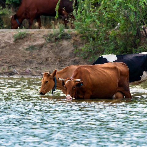 Se si beve moltissima acqua si perde l’appetito e si dimagrisce? (=FALSO)